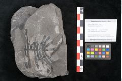 Foto (Objekt + Etikett) von Pterophyllum longifolium Br. (NHMW-GEO-2024-0188-10624)